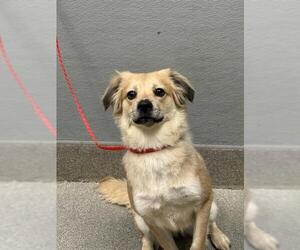 Golden Retriever-Unknown Mix Dogs for adoption in Las Vegas, NV, USA