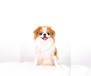Japanese Chin Dogs for adoption in St. Louis Park, MN, USA
