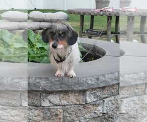 Dachshund Dogs for adoption in Taunton, MA, USA