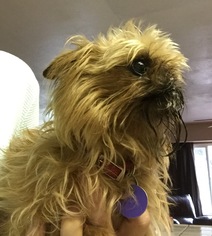 Brussels Griffon Dogs for adoption in Fresno, CA, USA