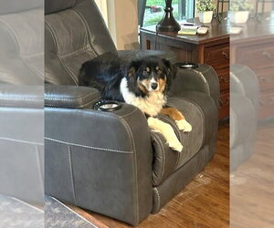 Australian Shepherd Dogs for adoption in Winter Park, CO, USA