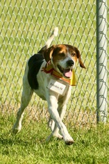 Small Beagle-Treeing Walker Coonhound Mix