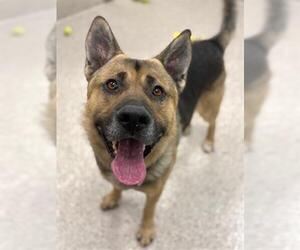 German Shepherd Dog-Unknown Mix Dogs for adoption in Brighton, CO, USA