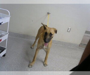 Black Mouth Cur Dogs for adoption in Pasadena, TX, USA