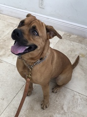 Bull-Boxer Dogs for adoption in Boca Raton, FL, USA