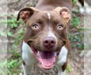 American Pit Bull Terrier-Unknown Mix Dogs for adoption in Hillsboro, NH, USA