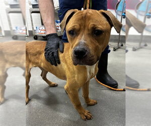 Mutt Dogs for adoption in Forestville, MD, USA