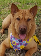 Chinese Shar-Pei-Unknown Mix Dogs for adoption in Lago Vista, TX, USA