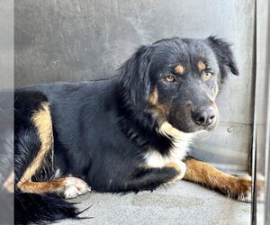Australian Shepherd Dogs for adoption in San Bernardino, CA, USA