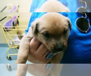 German Shepherd Dog-Unknown Mix Dogs for adoption in Tulsa, OK, USA