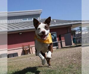 American Staffordshire Terrier-Unknown Mix Dogs for adoption in San Antonio, TX, USA