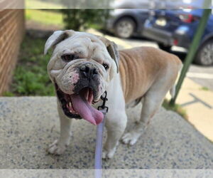 Bulldog-Unknown Mix Dogs for adoption in Millersville, MD, USA