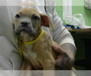 American Pit Bull Terrier-Unknown Mix Dogs for adoption in Murfreesboro, TN, USA