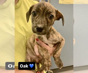 Mutt Dogs for adoption in Brewster, NY, USA