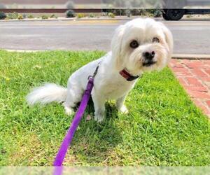 Havanese Dogs for adoption in Newport Beach, CA, USA