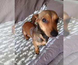Doxie-Pin Dogs for adoption in Dana Point, CA, USA