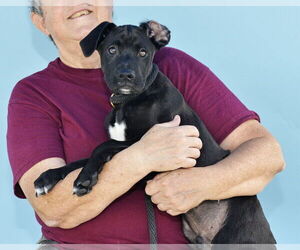 Labrador Retriever Dogs for adoption in Pasadena, CA, USA