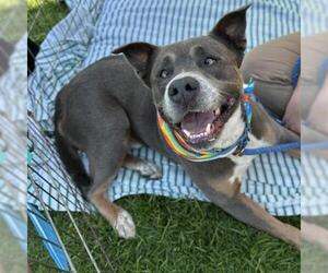 American Pit Bull Terrier Dogs for adoption in Camarillo, CA, USA