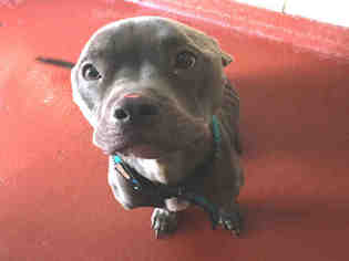 Medium Photo #1 American Pit Bull Terrier Puppy For Sale in Atlanta, GA, USA