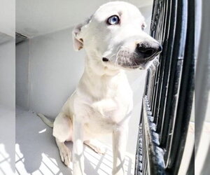 Labsky Dogs for adoption in Houston, TX, USA