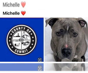 American Staffordshire Terrier Dogs for adoption in Akron, OH, USA