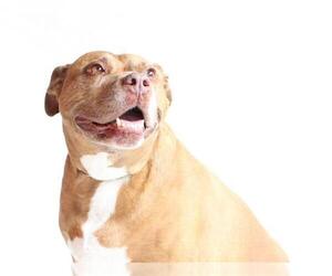 American Pit Bull Terrier Dogs for adoption in Burbank, CA, USA