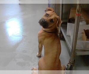 Boxer-Unknown Mix Dogs for adoption in Fayetteville, NC, USA