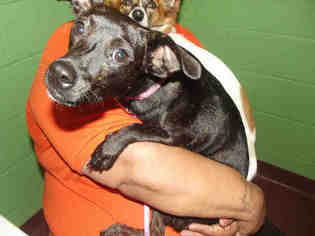Dachshund Dogs for adoption in Murfreesboro, TN, USA