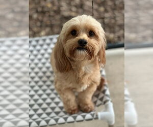 Maltipoo (Miniature) Dogs for adoption in Oak Bluffs, MA, USA