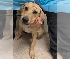 Labrador Retriever-Unknown Mix Dogs for adoption in Bakersfield, CA, USA