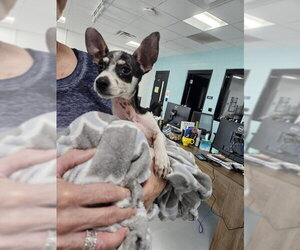 Chihuahua-Unknown Mix Dogs for adoption in Temple, TX, USA