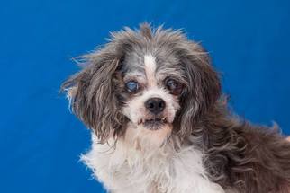 Shih Tzu Dogs for adoption in Pasadena, CA, USA