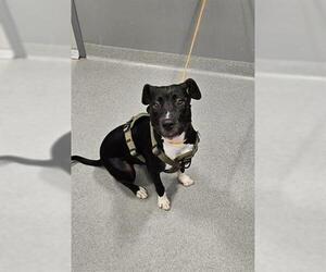 American Pit Bull Terrier-Unknown Mix Dogs for adoption in San Martin, CA, USA