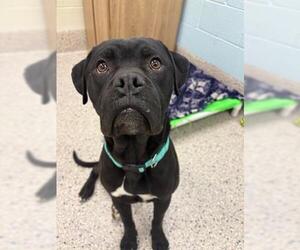 Bullboxer Pit Dogs for adoption in Brighton, CO, USA