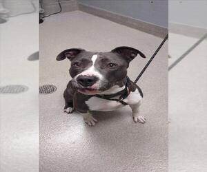 American Pit Bull Terrier-Unknown Mix Dogs for adoption in Las Vegas, NV, USA