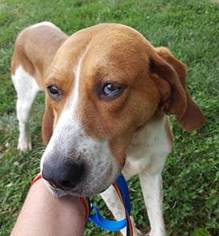 Medium Photo #1 Labrador Retriever-Redbone Coonhound Mix Puppy For Sale in Lovingston, VA, USA