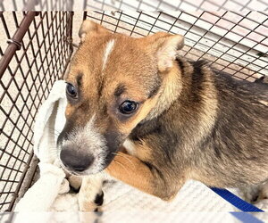Beagle-Unknown Mix Dogs for adoption in San Bernardino, CA, USA