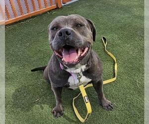 American Pit Bull Terrier-Unknown Mix Dogs for adoption in Las Vegas, NV, USA