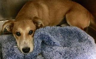 Collie-Unknown Mix Dogs for adoption in Loudon, TN, USA