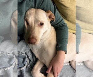 Retriever -Unknown Mix Dogs for adoption in Washington, DC, USA