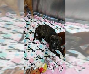 Bullboxer Pit Dogs for adoption in Martinsburg, WV, USA