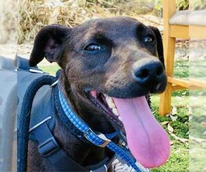 Labrador Retriever Dogs for adoption in San Pablo, CA, USA