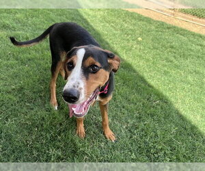 Treeing Walker Coonhound-Unknown Mix Dogs for adoption in Plano, TX, USA