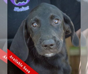 Coonhound-Unknown Mix Dogs for adoption in Huntley, IL, USA