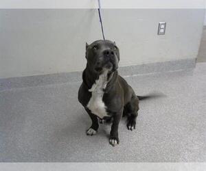 American Pit Bull Terrier Dogs for adoption in Pasadena, TX, USA