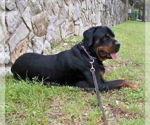 Rottweiler Dogs for adoption in Victoria, TX, USA