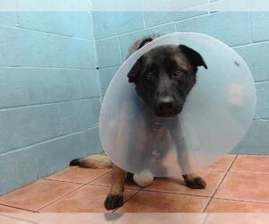German Shepherd Dog-Unknown Mix Dogs for adoption in Downey, CA, USA