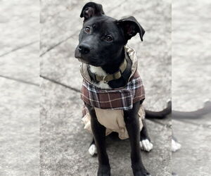 Labrador Retriever-Unknown Mix Dogs for adoption in Plainfield, IL, USA