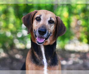 Treeing Walker Coonhound-Unknown Mix Dogs for adoption in Tavares, FL, USA