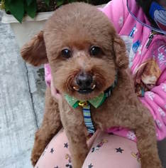 Poodle (Miniature) Dogs for adoption in Richmond, British Columbia, Canada